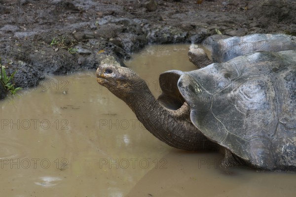 Tortoises in a pond, Tortoise breeding centre in the highlands, Centro de crianza de tortugas de San Cristóbal, Isla San Cristóbal, Chatham, Galapagos, Galapagos Islands, Galápagos Islands, Islas Galápagos, Ecuador, South America