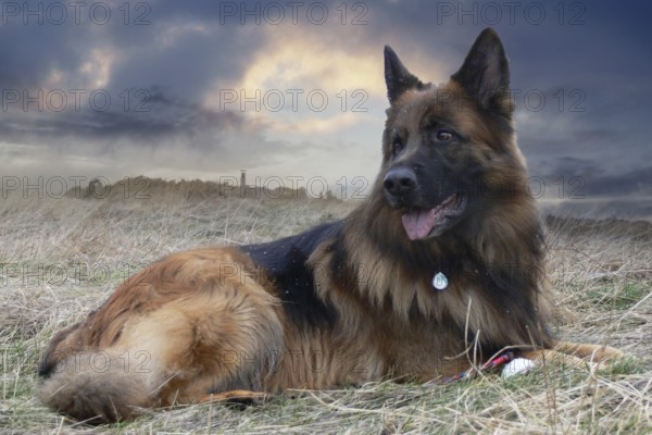 German shepherd