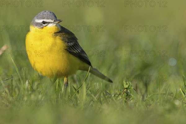 Blue-headed Yellow Wagtail, (Motacilla flava flava), Bergeronnette printanière, Lavandera Boyera, animals, bird, birds, biotope, habitat, foraging, NSG Der Spieß, Rheindürkheim, Rhineland-Palatinate, Germany, Europe
