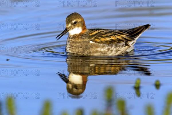 Odin's chicken, (Phalaropus lobatus), swims in the water, wading bird, Varanger, Finnmark, Norway, Europe