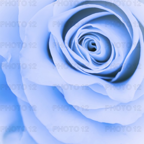 Botanical concept, invitation card, Soft focus, abstract floral background, blue rose flower. Macro flowers backdrop for holiday brand design
