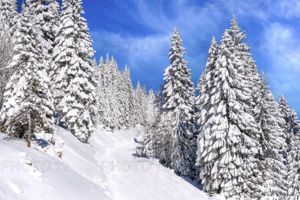 Kopaonik, Serbia ski resort panorama with ski slope in the forest, snow covered trees in winter time