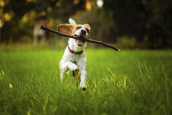 Beagle dog fun on meadow in summer outdoors run and jump with stick in mouth fetching towards camera
