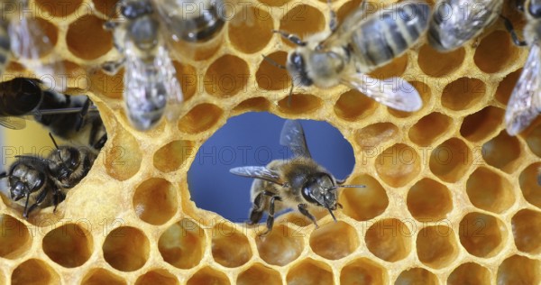 European Honey Bee (apis mellifera), Bees on a frame with a hole in alveolus, Normandy