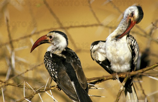 Red Billed Hornbill (tockus erythrorhynchus), Adult standing on Acacia Branch, Preening chest Feathers, Kenya, Africa