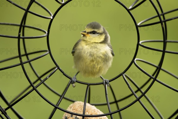 Young blue tit in the feeding ring
