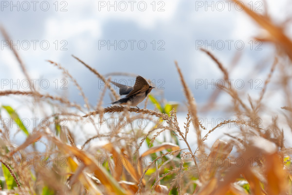 Barn swallow (hirundo rustica), Swarzedz, Poland, Europe