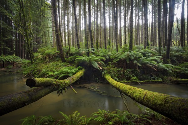The tranquil Californian Redwood Forest in Cape Otway, Victoria, Australia, Oceania