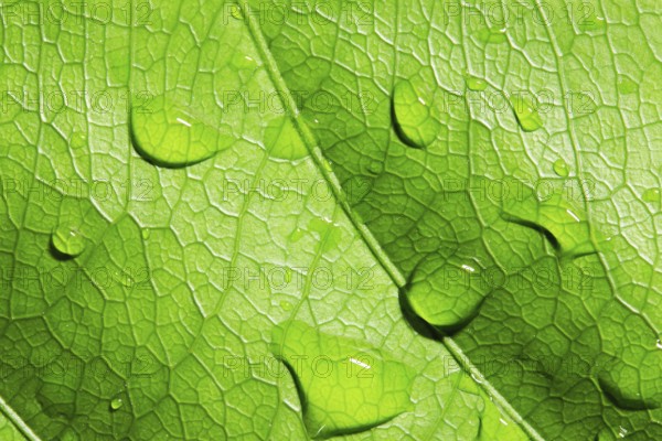 Green leaf with water drops, closeup, macro