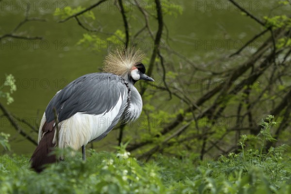 Grey crowned crane (Balearica regulorum) on green background. Poznan, Poland, Europe