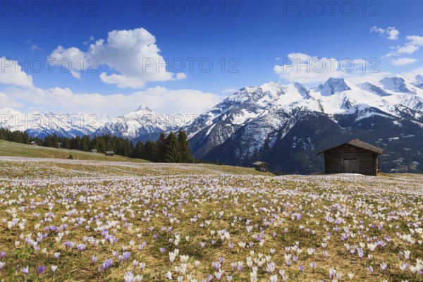 Crocus meadow in the mountains, Zillertal, Tyrol, Austria, Europe