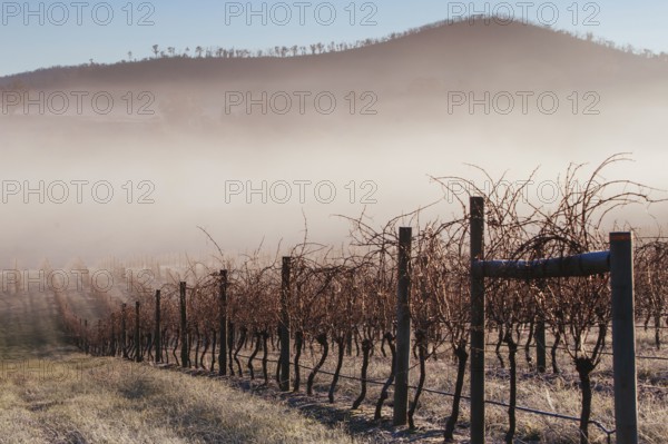 Bare vines during winter on a cold frosty morning in the Yarra Valley, Victoria, Australia, Oceania