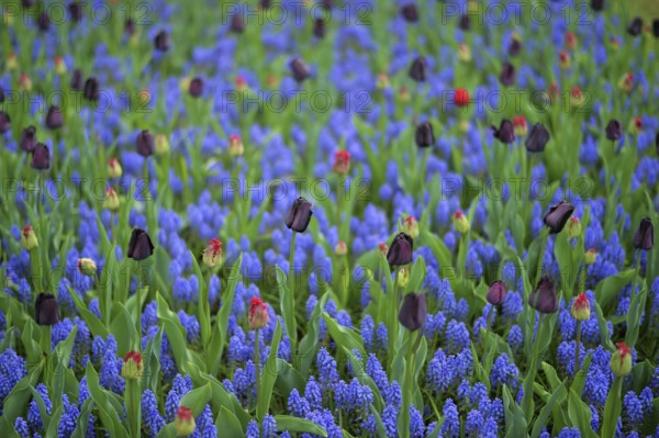 Keukenhof in the Netherlands has long been a magnet for international tourism, but it is particularly attractive during the tulip blossom season, as seen here on 28.4.2018 in Lisse, NDL, the Netherlands