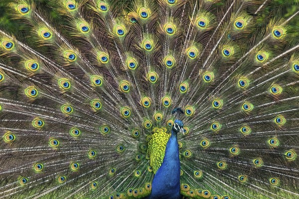 Illustration of a peacock male with beautiful feather