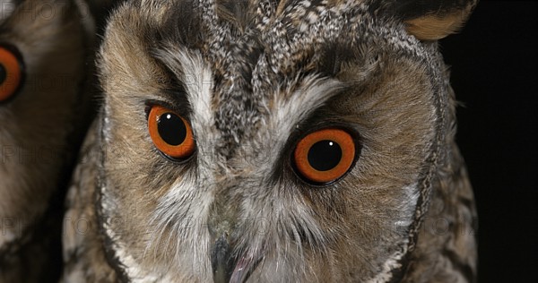 Long Eared Owl (asio otus), Portrait of Adult, Normandy in France