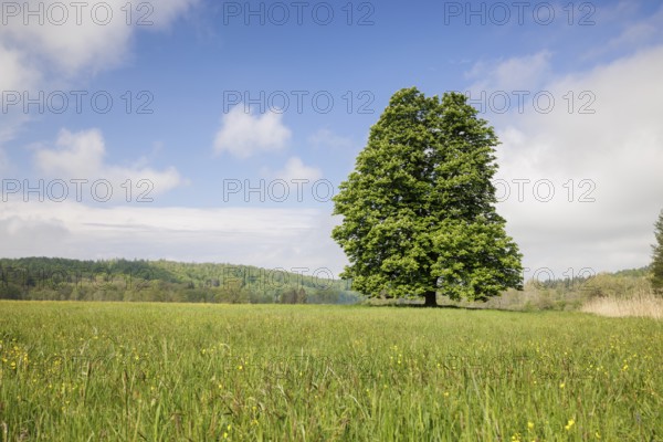 A lone tree, horse chestnut (Aesculus), stands on a green meadow under a clear blue sky and some clouds, Mindelsee, Allensbach, Baden-Württemberg, Germany, Europe