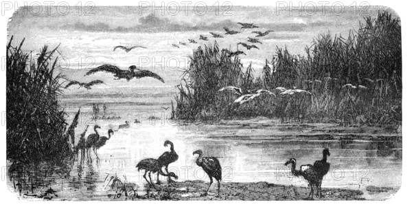 Swampland in Florida. Illustration originally published in Hesse-Warteggs Nord Amerika, swedish edition published in 1880. by the virtue of age