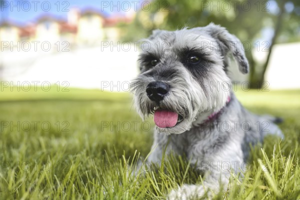 Portrait of a beautiful dog schnauzer sitting on the grass and looking into the distance in the park.The concept of love for animals. best friend