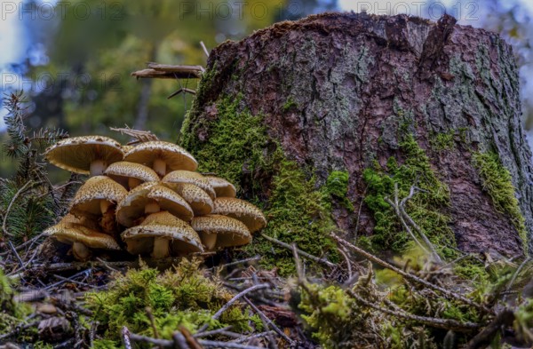 Mushrooms growing between moss on a tree stump