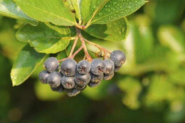 Aronia berries on a bush. Aronia is a genus of deciduous shrubs, the chokeberries. Aroniabeeren am Strauch