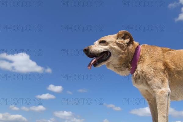 Old hunting dog against blue sky