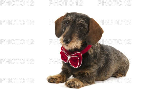 Wire haired dachshund with velvet Christmas bow isolated over white background