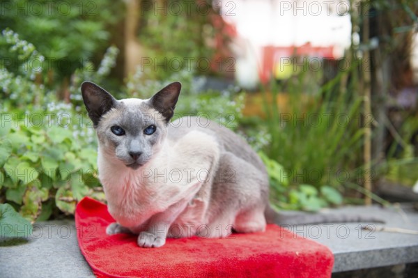 Blue point siamese cat on red outdoor