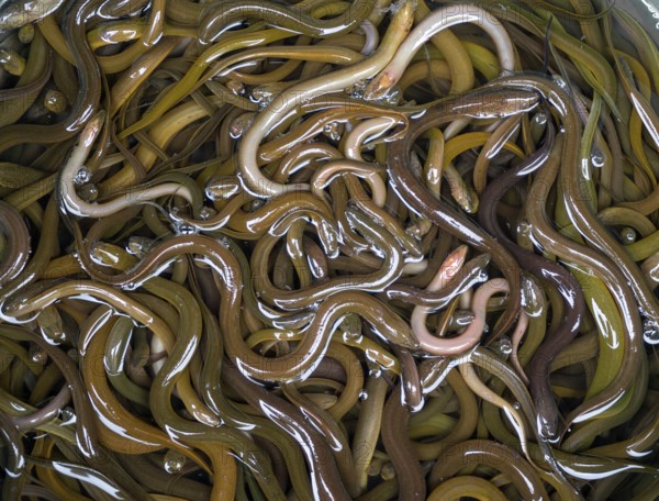 A lot of small eels in the basket in the local market, Thailand, Asia