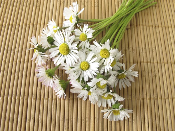 A bunch of daisies
