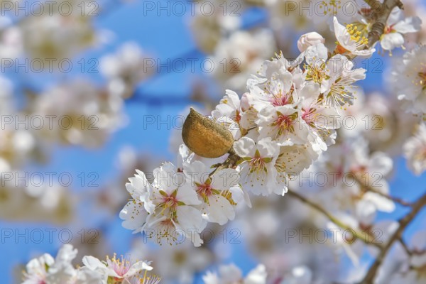 Branch of a Blossoming Almond Tree Varna, Bulgaria, Europe