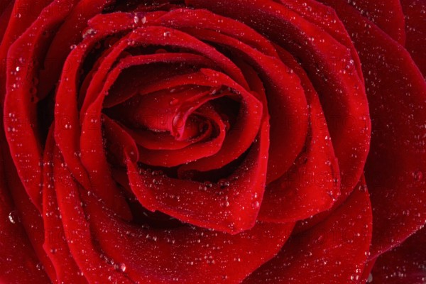 A red rose with drops of water on the blossom