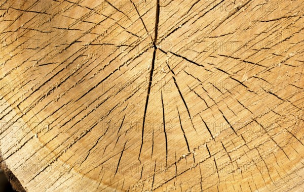 Cut tree stump surface as a background texture