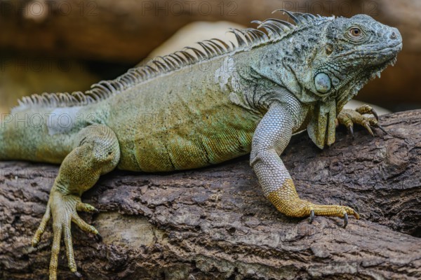 A Green iguana sits on a branch in Straubing Zoo, Lower Bavaria