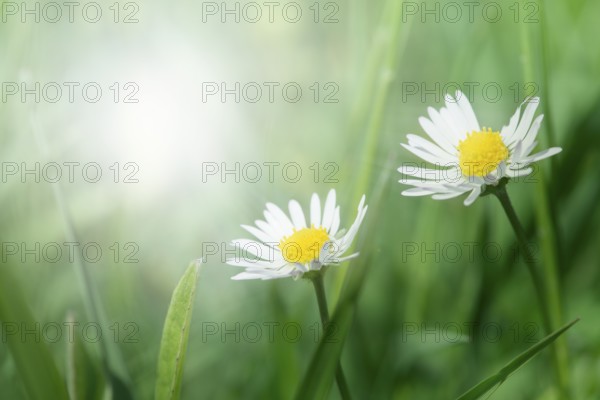 Spring flowers daisies close up. Copy space