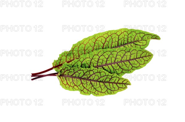 Three leaves of sorrel green with red veins isolated on white background