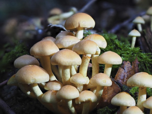 Mushroom sulphur heads (Hypholoma), blurred background, North Rhine-Westphalia, Germany, Europe