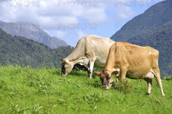 Jersey cows on pasture, Westland, New Zealand, Oceania