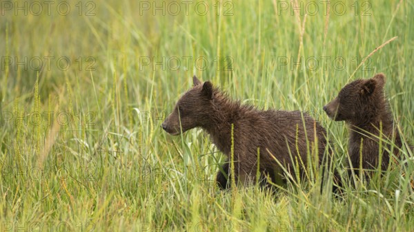 Lake Clark Alaskan Grizzly Bear cub siblings are searching for thier Mother who moved away from them while feeding