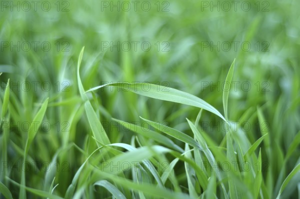 Farming Abstract Background Of Tall Green Crops