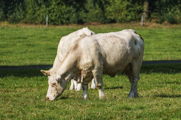 A white cow grazing peacefully on a green pasture under a sunny sky, Weseke, Münsterland, Germany, Europe