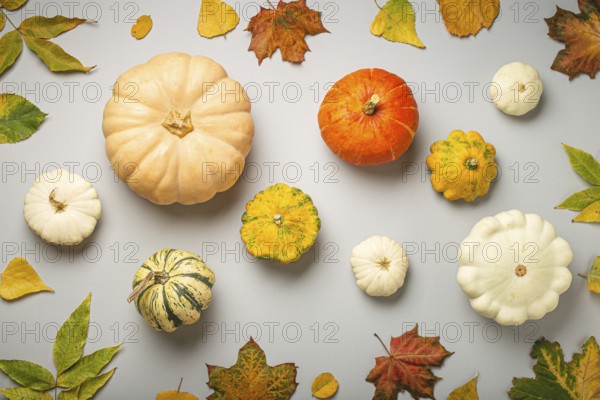 Thanksgiving or fall festive composition with different assorted pumpkins and autumn yellow leaves on light gray background top view, food photography, food photography