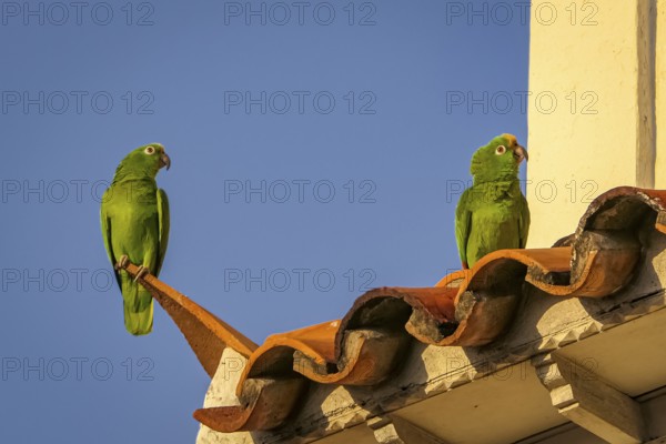 Two Yellow-crowned parrots sitting on red roof tiles against deep blue sky