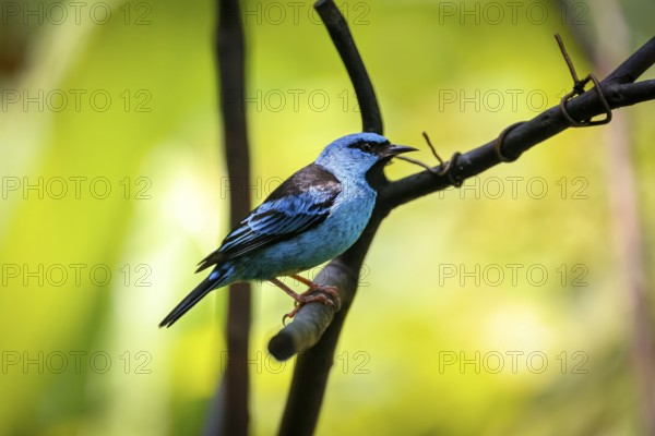 Blue Dacnis perched on a branch against defocused bright green background, Folha Seca, Brazil, South America