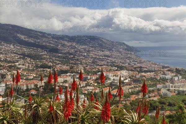 Red Aloe vera in front of the city of Funchal, Madeira, Portugal, Europe