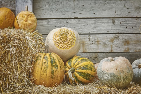 Pumpkins on a Hay against the Wooden Background Varna, Bulgaria, Europe