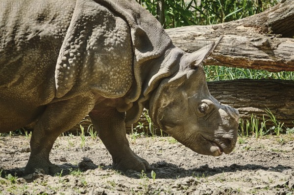 Rhinoceros (Diceros Bicornis). Rhinoceros Family are Some of the Largest Remaining Megafauna. Nyiregyhaza, Hungary, Europe
