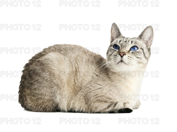 Cat with blue eyes over white background