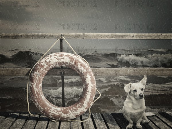 Dog and lifebuoy on the pier at the rain