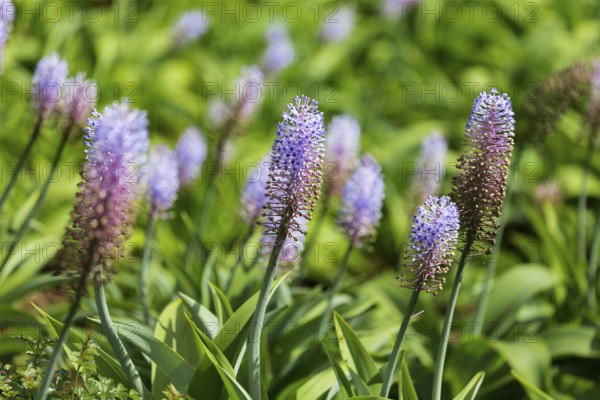 Blauer Ingwer, Dichorisandra thyrsiflora. Brasilien, Madeira, Funchal, Blue ginger, Flower of the Commelinaceae family originating in Brazil
