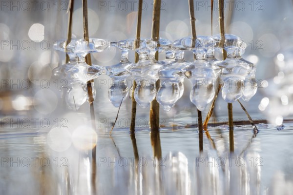Clear ice caps surround branches in the water, illuminated and reflecting with bokeh in the background, Sipplingen, Lake Constance, Baden-Württemberg, Germany, Europe